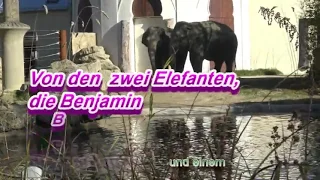 Elefanten